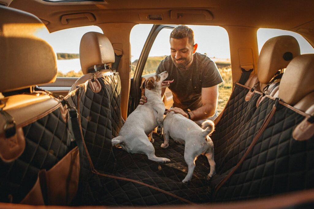 small dog seat belt